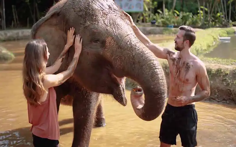 elephant mud fun elephant mud fun